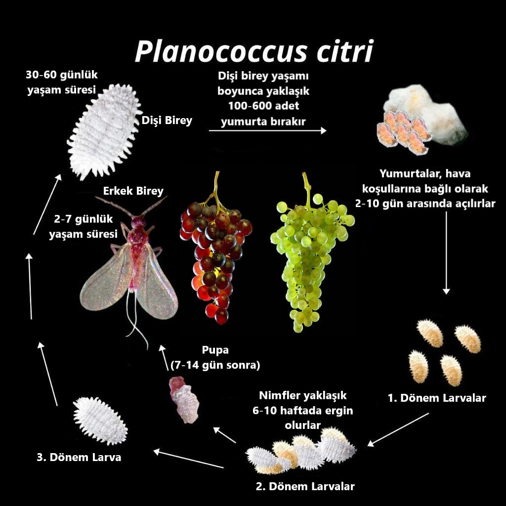 Planococcus_citri_life_cycle